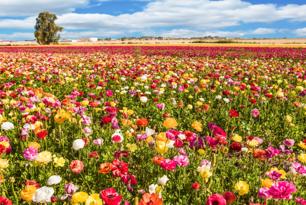 Spring In New Jersey