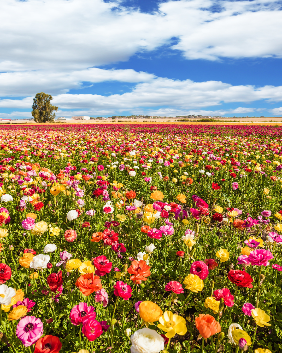 Spring In New Jersey